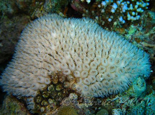 Corail Galaxea fascicularis.JPG - corail